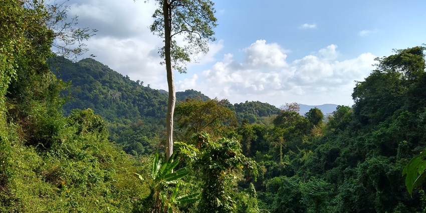 A picture of the lush greenery at the Kep National Park in Cambodia on a sunny day