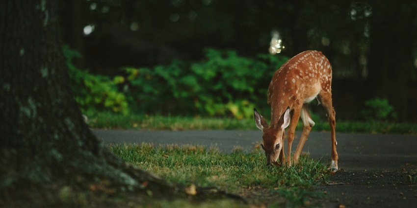 Horsley Hills Zoo is a paradise for wildlife lovers and nature photographers.