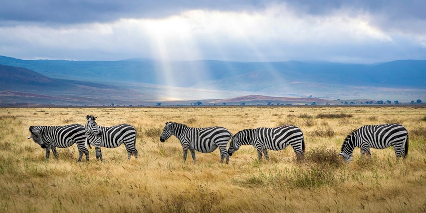 A picture representing a herd of Zerbra amidst the golden meadows