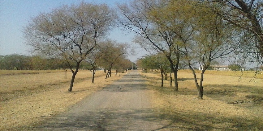 A street in the middle of a forest with dried up trees