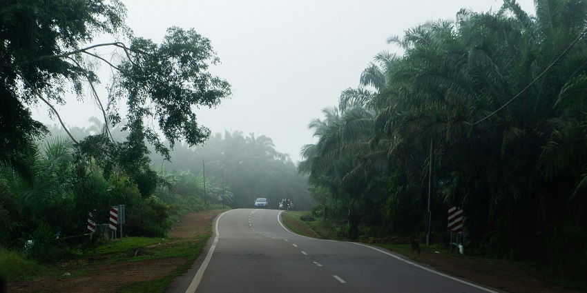 Scenic road flanked by tall trees with a clear blue sky and distant mountains in view