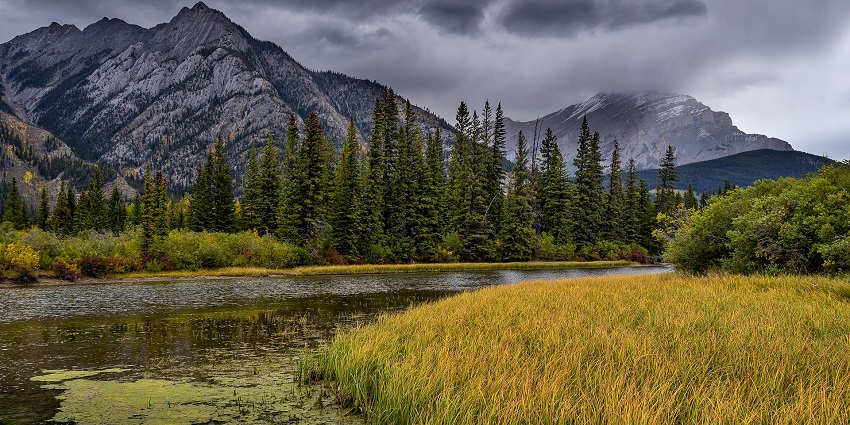 Scenic view of the pine tree forests alongside a beautiful stream