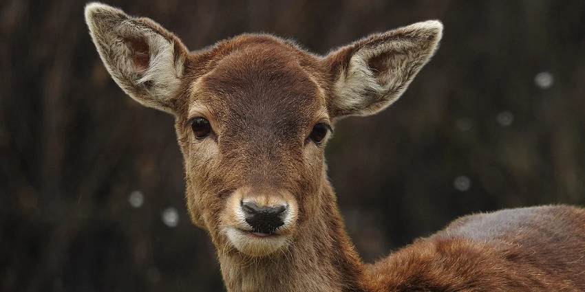 An image of a deer at this zoo that lies near the major railway stations and airports in Patna