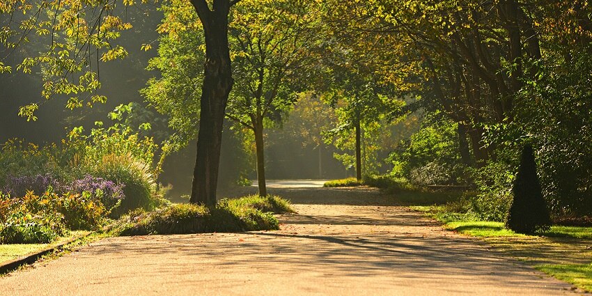 Majestic view of a road leading into the park with trees all alongside