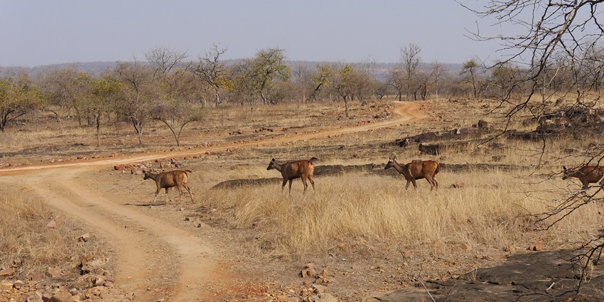 To get to the Uparkot Fort, you can board a bus from a nearby city like Rajkot and others.