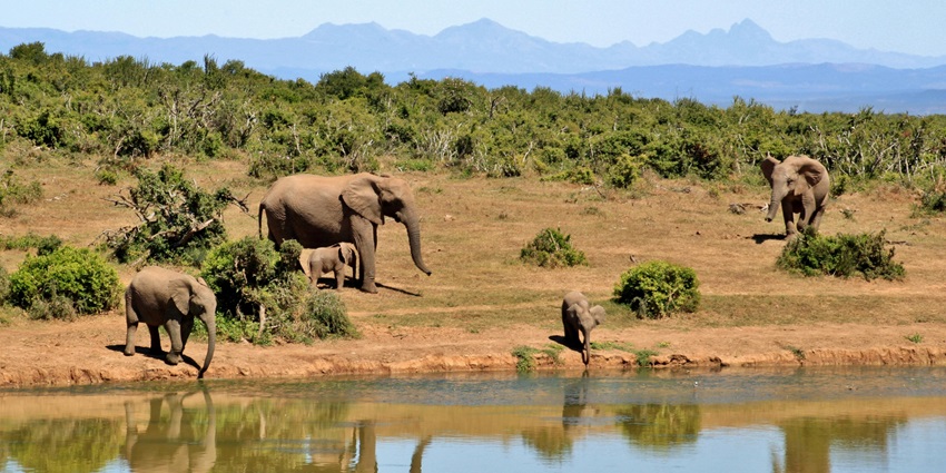 A picture representing a group of elephants drinking water lakeside