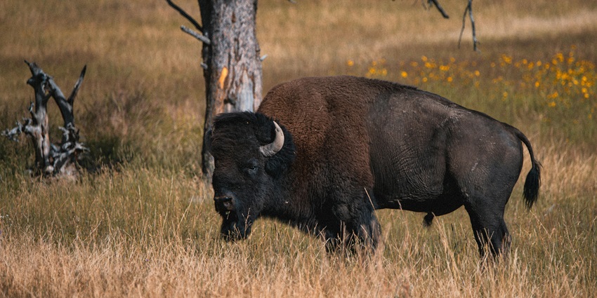 A picture showcasing a bison in a field of a national park where it is provided with an adequate habitat to thrive.