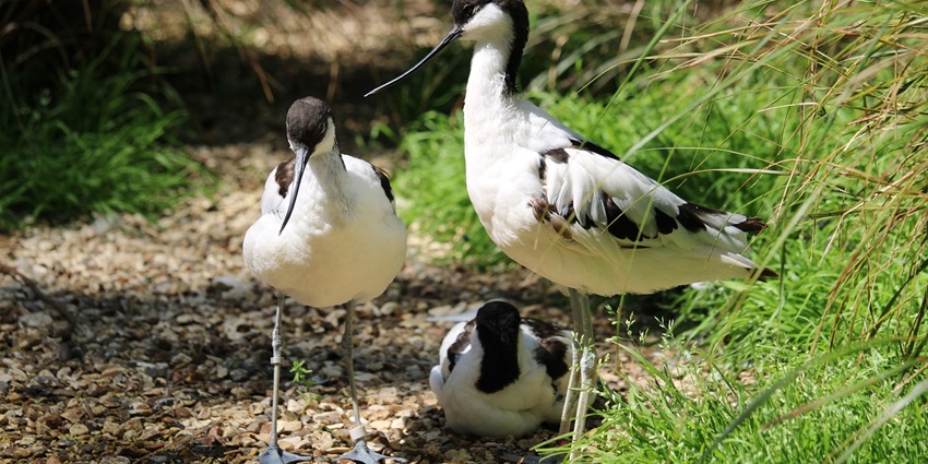 Close up shot of birds walking on the verdant grounds of the sanctuary