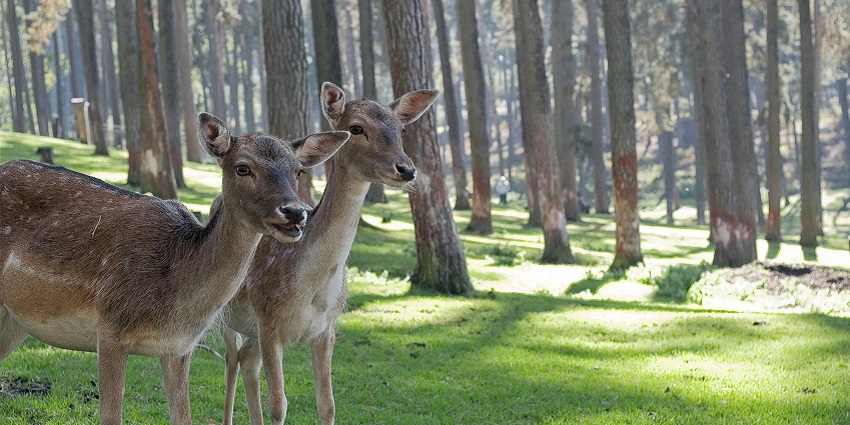 Close up shot of two deers amidst the dense forests