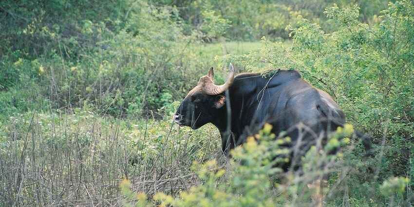 View of a Gaur standing amidst lush shrubs of the sanctuary