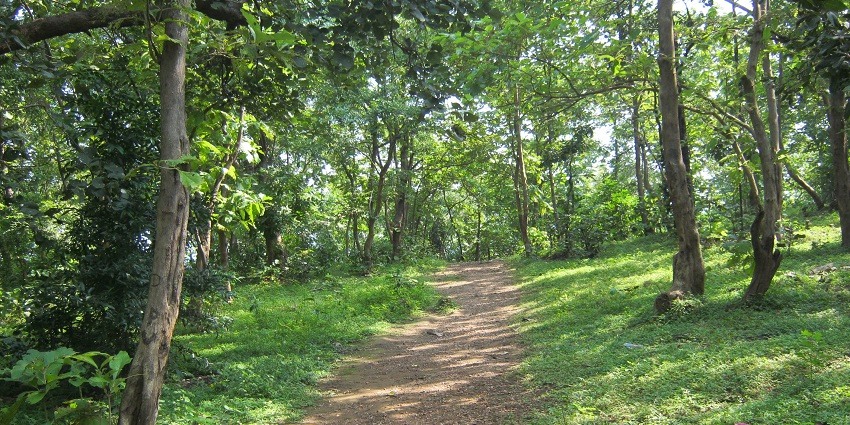 A scenic view of the trek passing through the lush desne trees amidst the scenic wildlife
