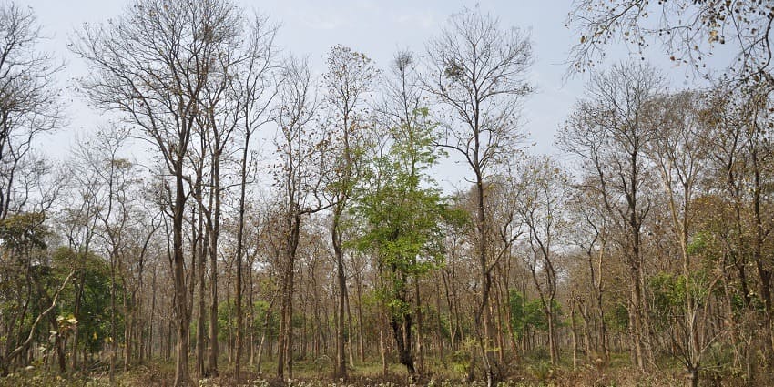 Scenic view of the forests and landscapes inside a wildlife sanctuary