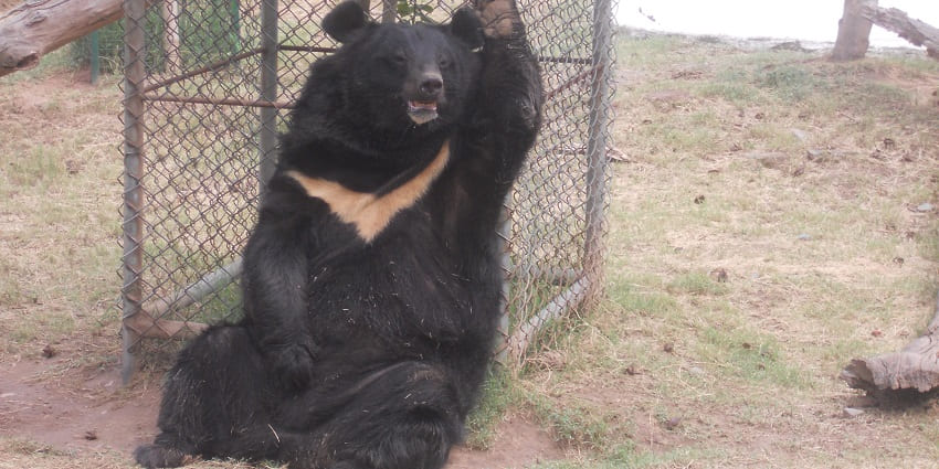 Snapshot of the black bear sitting in the zoo in Panchkula. A must to see place in Panchkula
