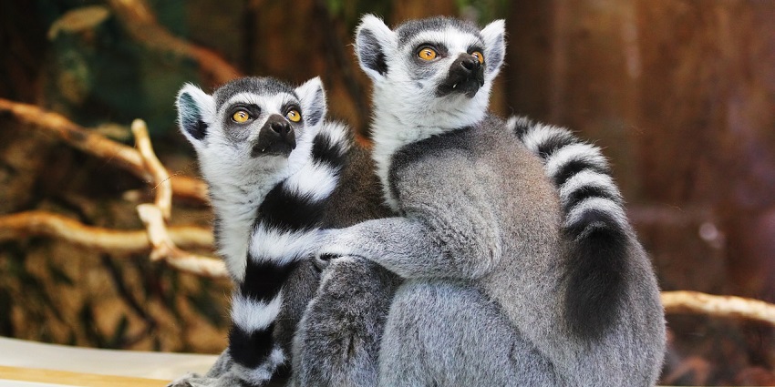 Lemurs at Palampur Zoo, displaying their unique features and playful behaviour