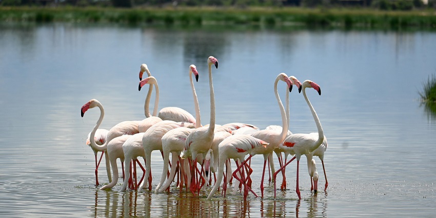 A picture of a group of flamingos standing in the water standing and hunting for Food