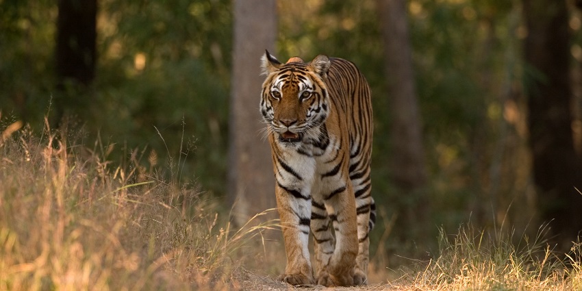 View wild animals like tigers, leopards and cheetahs on a jungle safari in Gujarat