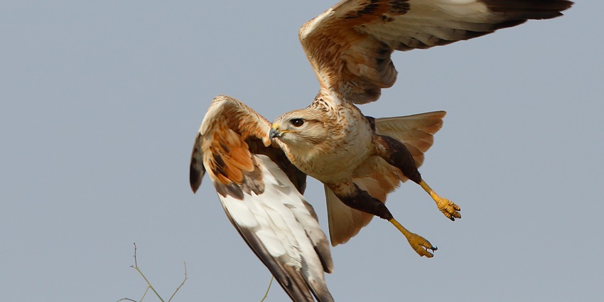 A long-legged Buzzard in Desert National Park, Jaisalmer, illustrating the park's diverse birdlife.