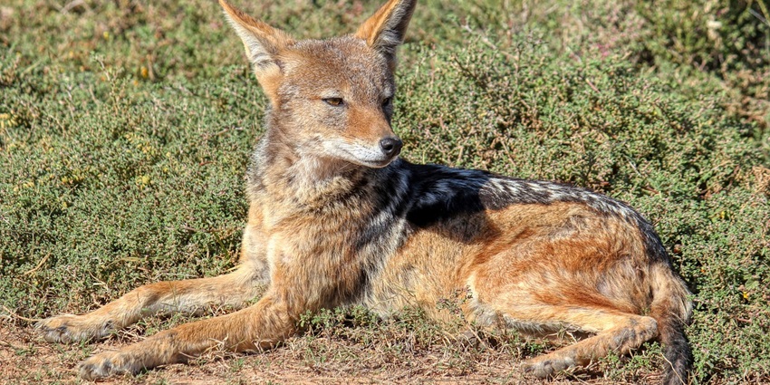 A Black-backed Jackal spotted in jungles of Mukundra Hills National Park.