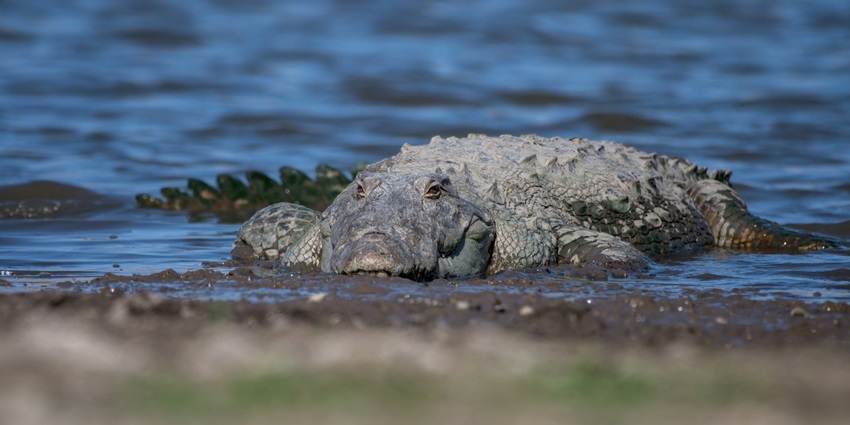 A crocodile at the Jawai National Park, one of the top places to visit in Rajasthan.