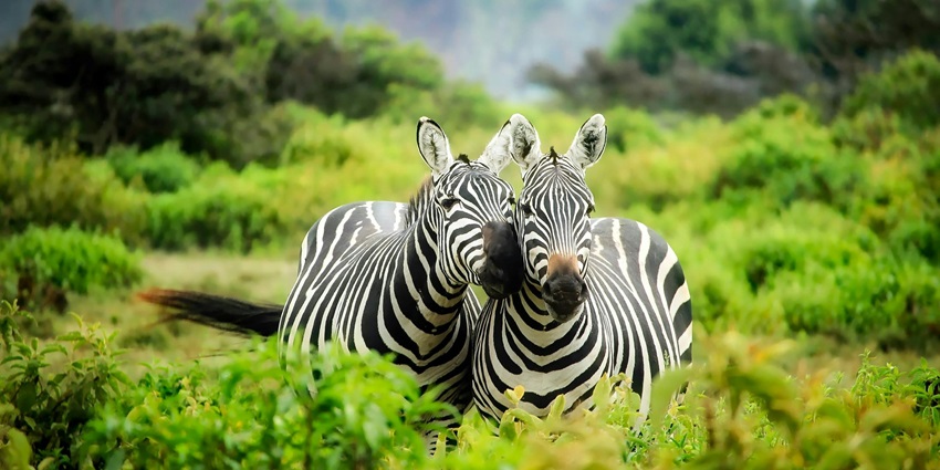 Zebra, another wildlife found in the Sita Mata Wildlife Sanctuary for all to explore.