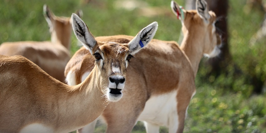 An antelope grazes peacefully near tall grasses, perfectly blending into the wild landscape