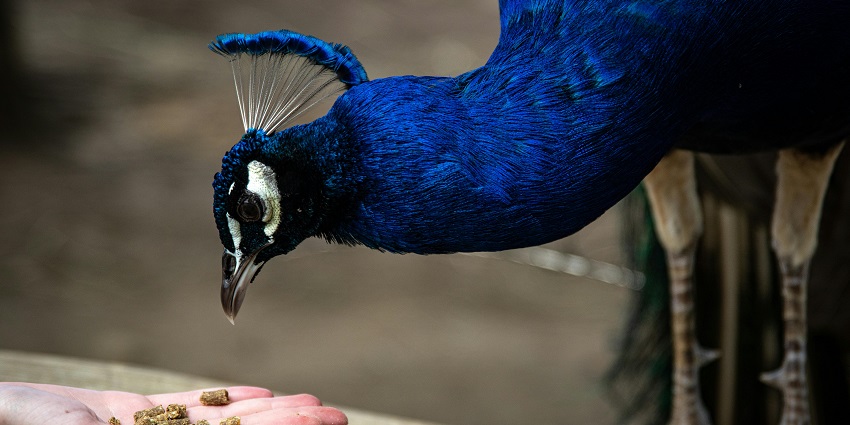 Make sure you follow all the guidelines of this nature park when visiting.