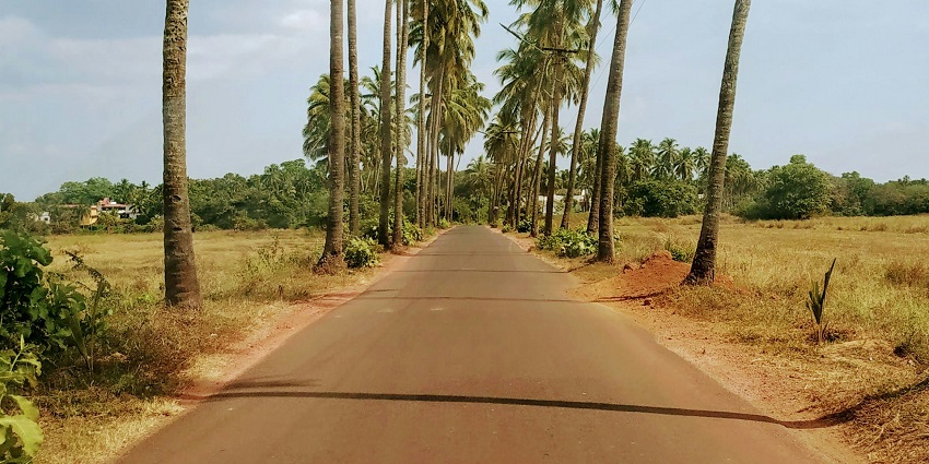 Scenic view of road lined with tall trees, creating a peaceful and inviting atmosphere for travellers