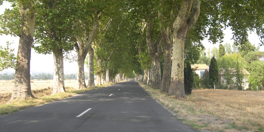 Panoramic landscape and the beautiful roads covered by trees from both sides in Chhattisgarh