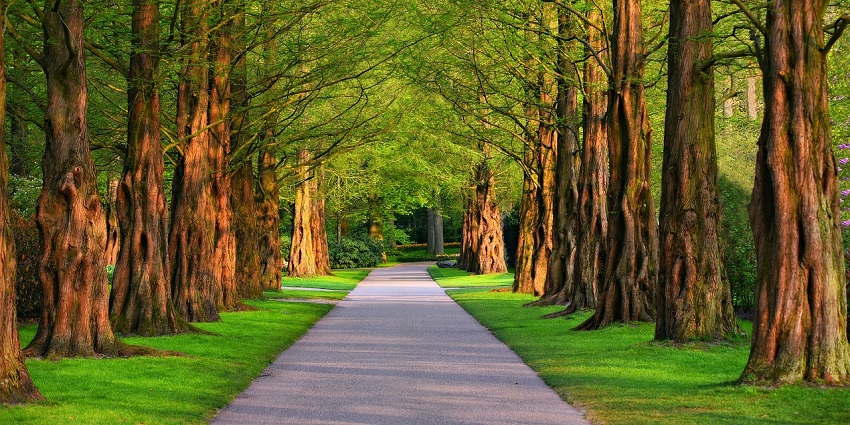 A breathtaking view of a road leading to Jawahar Sagar Sanctuary surrounded by greenery.