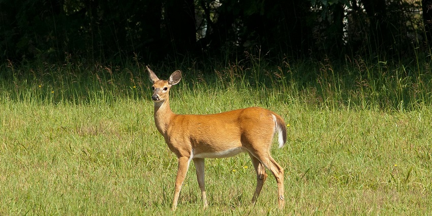 Abohar Wildlife Sanctuary is an amazing place to explore and is easily accessible.