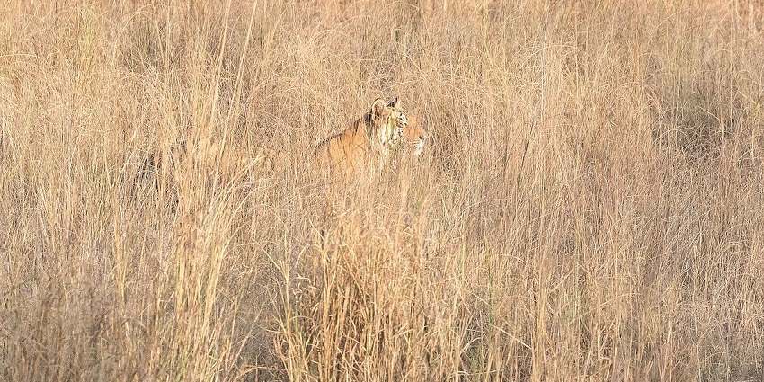 An image showing a hidden tigress at Bandhavgarh National Park, Madhya Pradesh.