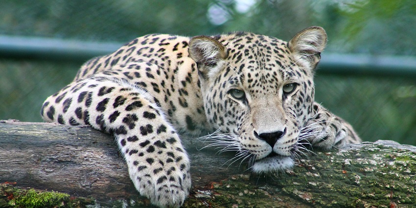 A view of a leopard on a tree lying down lazily in the Bhairamgarh Wildlife Sanctuary.