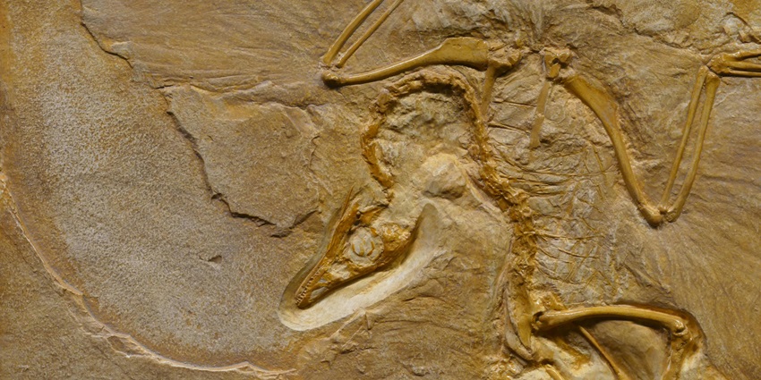 A rough fossil of a Dinosaur engraved into the walls of the Dinosaur Fossil National Park for millions of years.