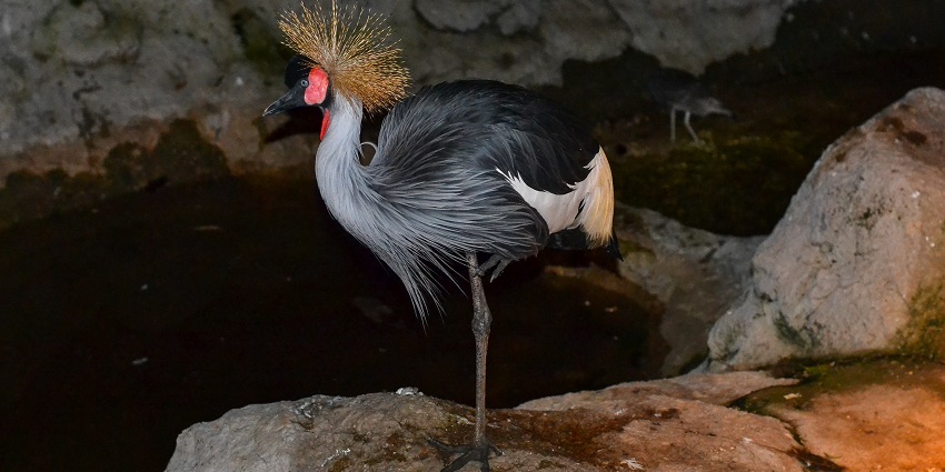 A fowl at the venue for the Night Safari in Chiang Mai, Thailand which is a favourite thing to do here