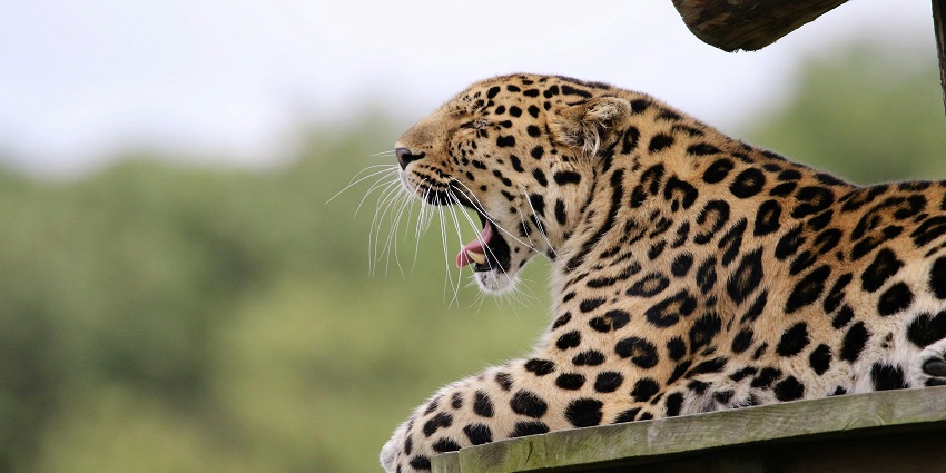 An image showing an Indian leopard resting on the bench, blending into its mountain habitat.