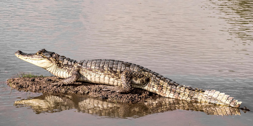 The picture represents a large alligator resting on a rock in the water.