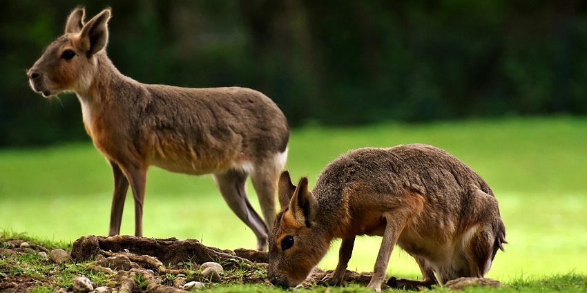 A pampas rabbit sitting on the ground at the zoo, a famous tourist place in Gwalior.