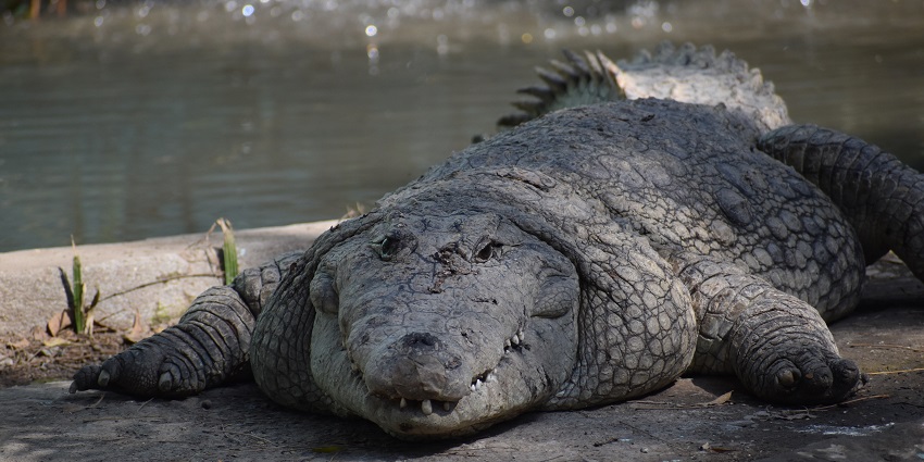 Mugger crocodile resting partially submerged in water at Indore Zoo, with its head above the surface.