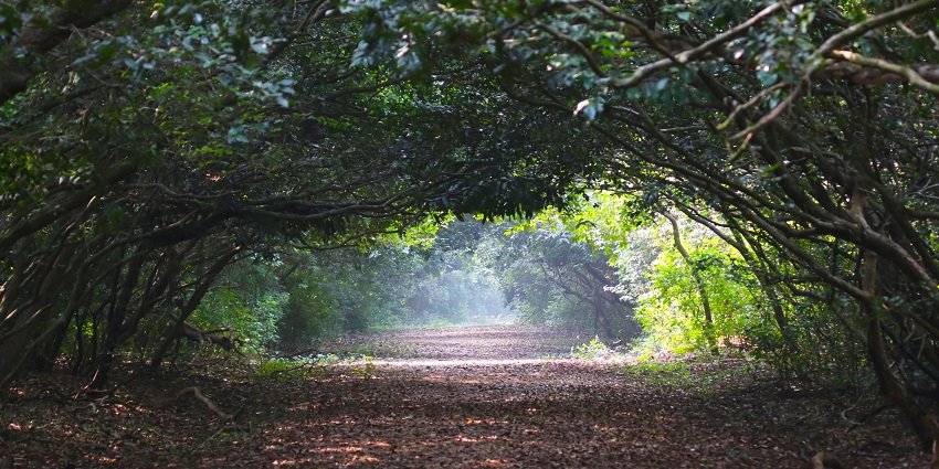 Lush trees forming an enchanting gateway into the dense forests