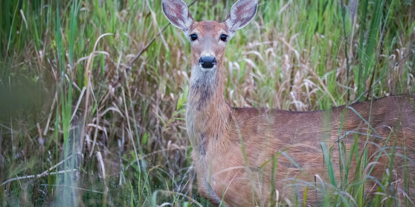 A deer stands freely in its natural habitat, surrounded by tall grass and trees, blending into the wild landscape under a soft, cloudy sky.