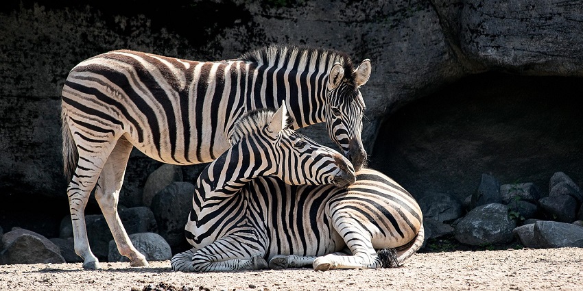 Two zebras standing closely together in a grassy field with trees in the background.