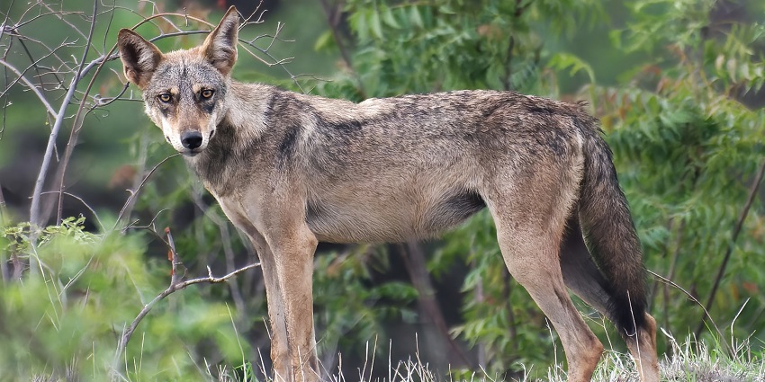 An Indian grey wolf standing alert in the grasslands of Nauradehi Wildlife Sanctuary, India.