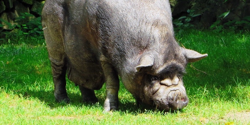 Picture of a big black boar found in Sajjangarh Wildlife Sanctuary on a large scale.