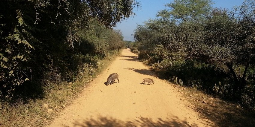 A majestic wild boar roaming through golden dry grass in the scenic Sariska Tiger Reserve.