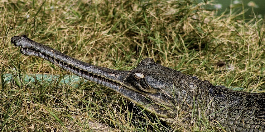 An image of a long-snouted gharial in the grasslands of Son Gharial Wildlife Sanctuary.