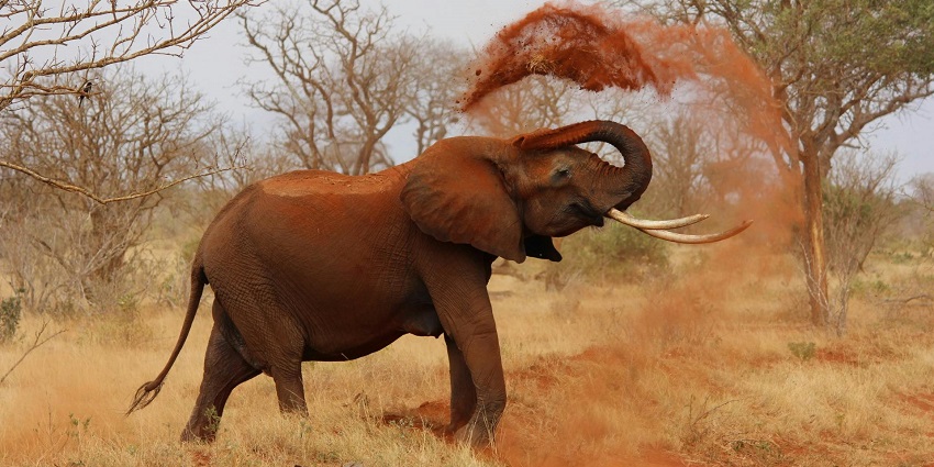 Photo of an elephant throwing red sand in a dry grassland region during the day.
