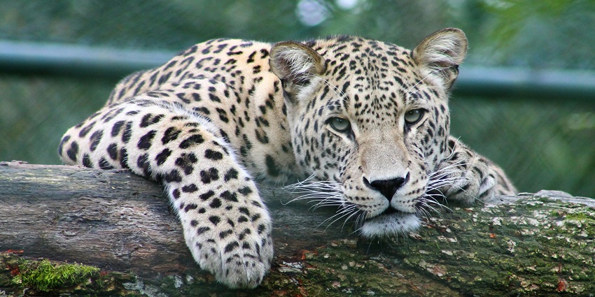Reaching Takhni Rehmapur Wildlife Sanctuary is easy as it is well connected to cities.