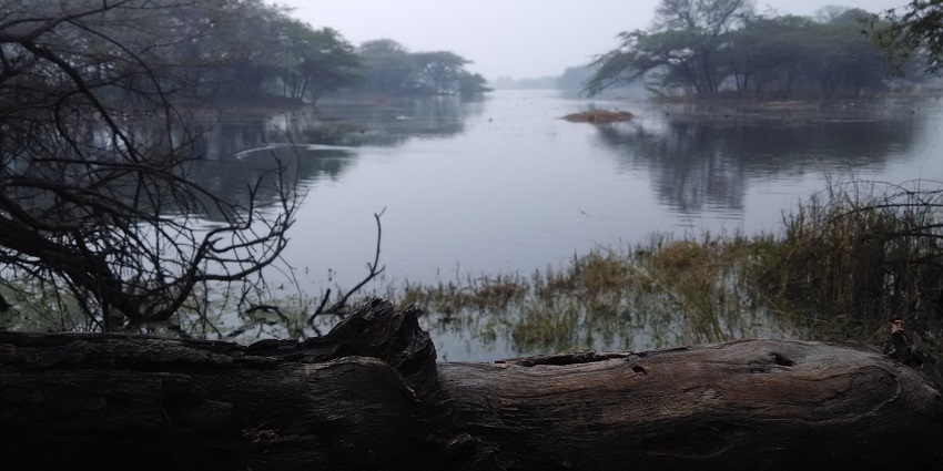 Visit the Sultanpur National Park, one of the top national parks in haryana where you can enjoy a wildlife experience