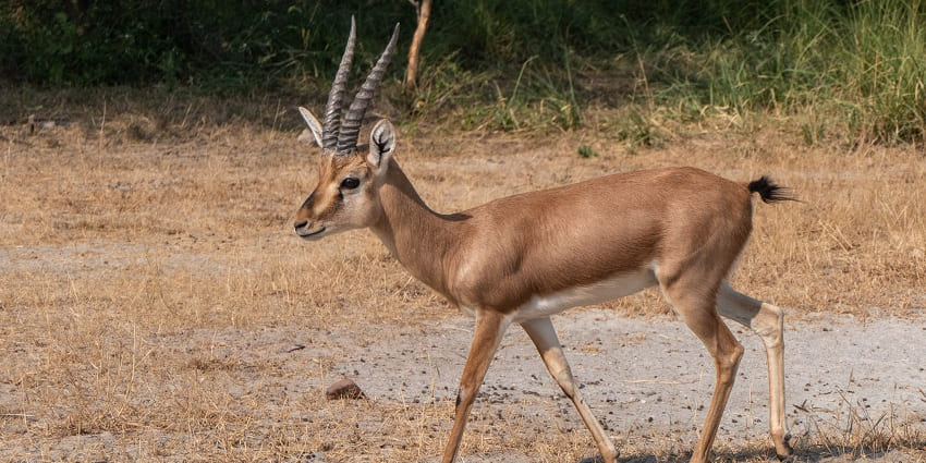 Chinkara gazelle in Ramsagar Wildlife Sanctuary, showcasing the area's rich biodiversity.