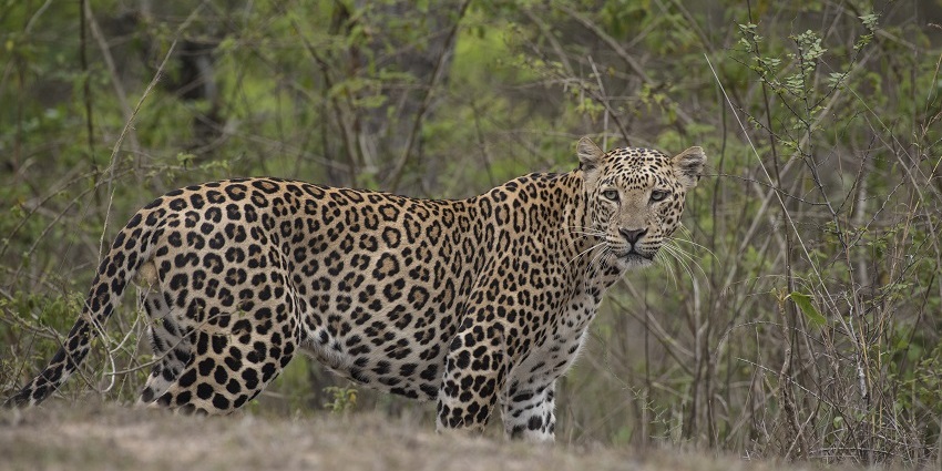 A leopard in Bandipur National Park, India, resting among dense foliage in its habitat.